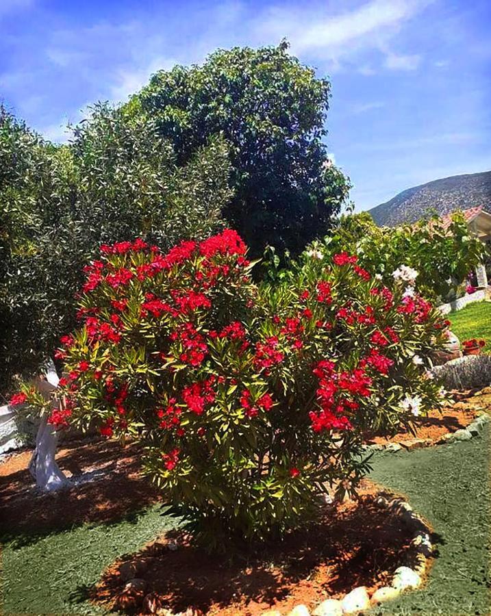 Villa Aelia - A Peaceful And Private Place 阿尔戈斯托利翁 外观 照片